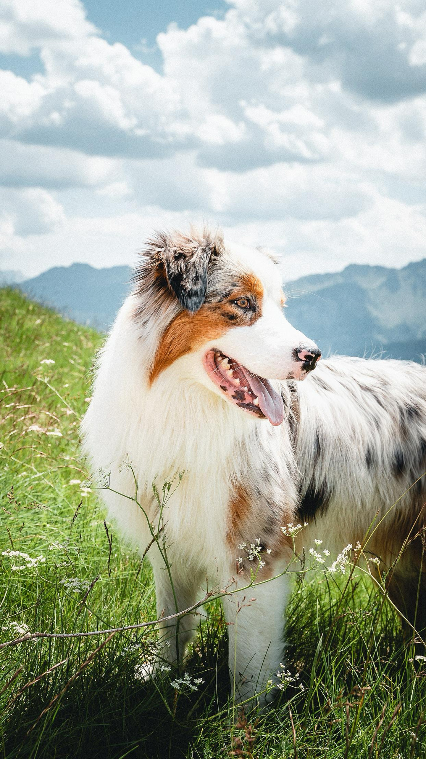 Adorable Puppy Snaps: Get Your Daily Dose of Cuteness!