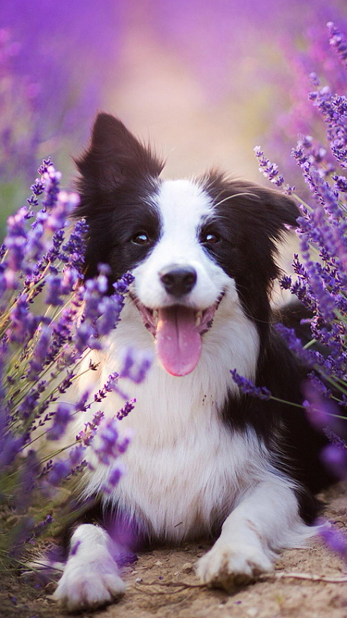 OMG! These Adorable Puppy Snaps Are Gonna Steal Your Heart Right Away!