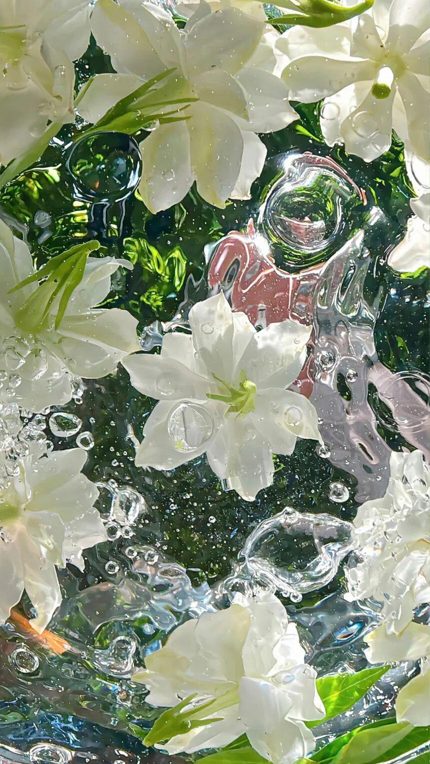 Celestial Reflections: Pristine White Lilies Mirroring the Sky’s Azure Hue!