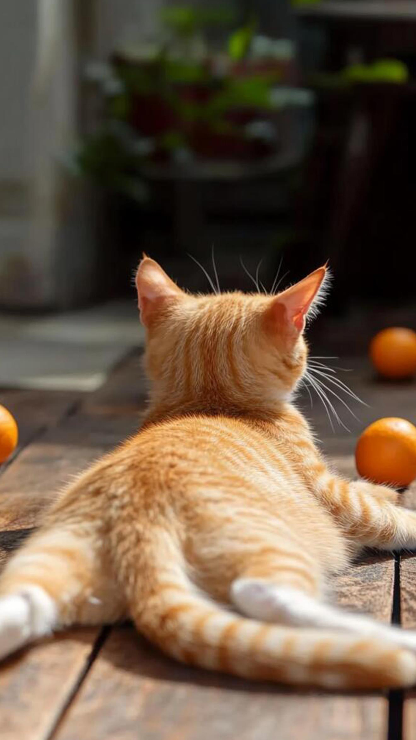 Sun’s Out, Paws Out!