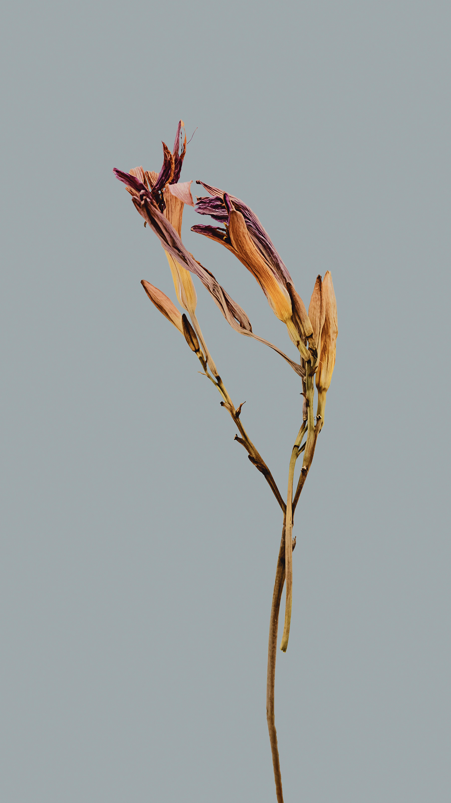 The Mournful Elegy of Withered Flowers