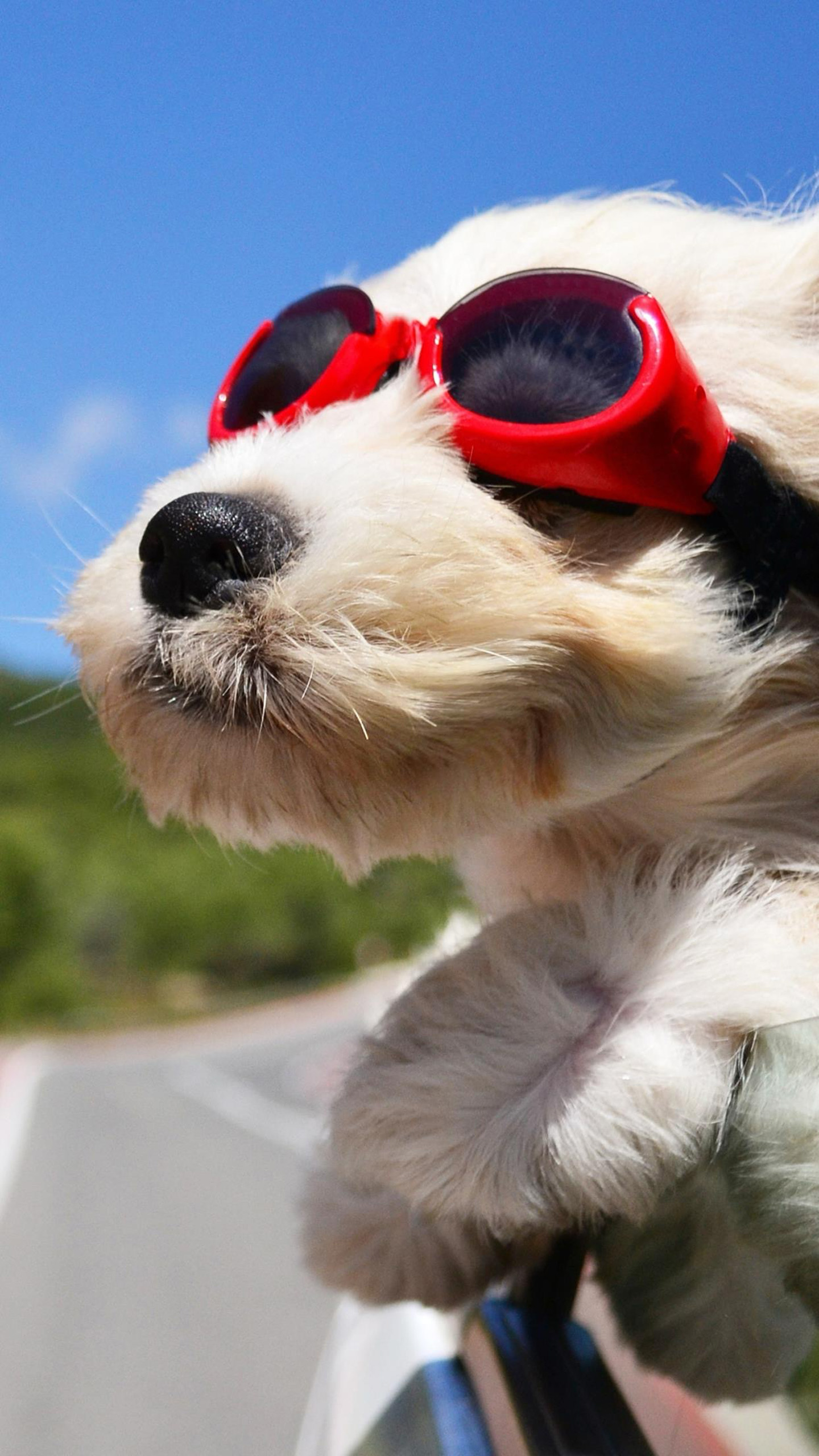 Adorable Canine Snaps: Get Your Daily Dose of Cuteness!
