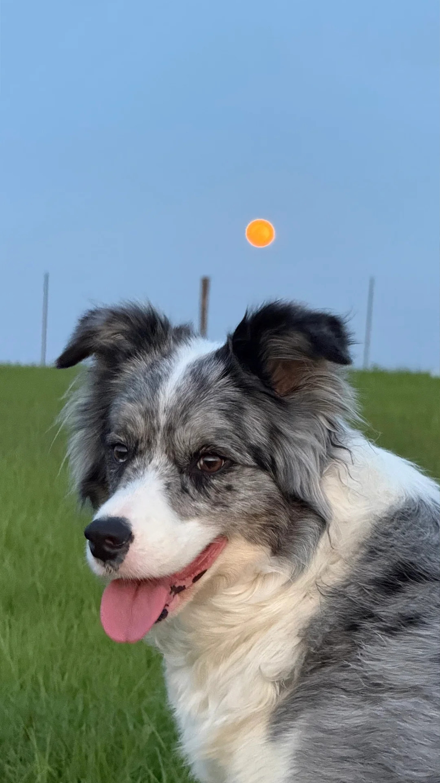 Border Collie Cute Wallpapers