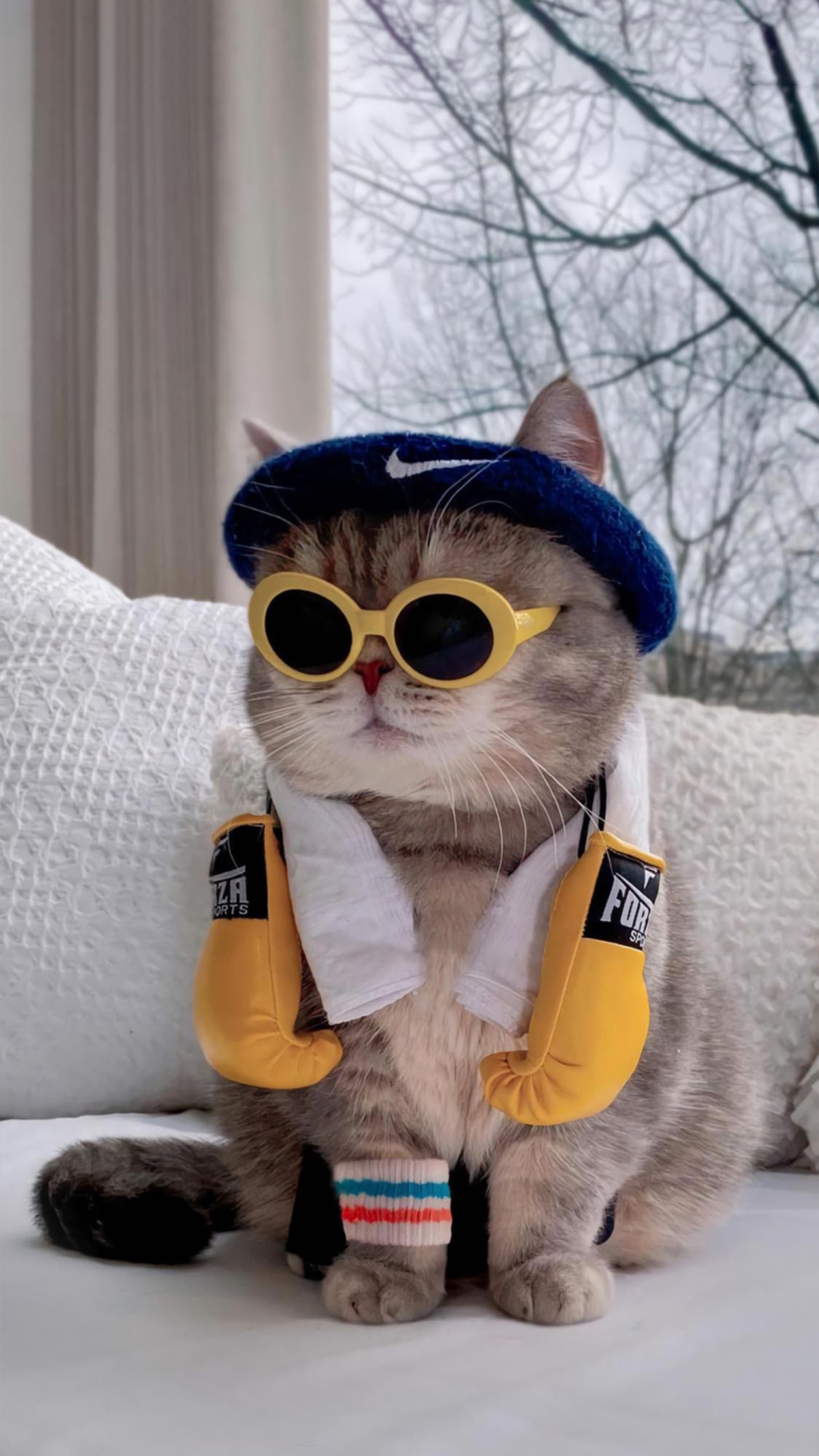 Cats in Sunglasses