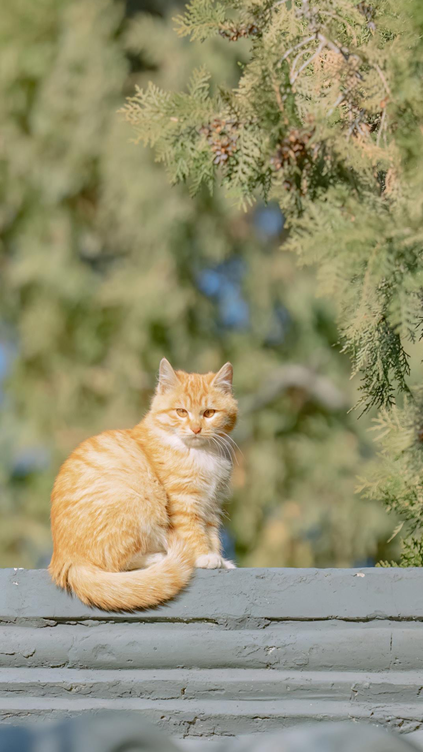 Adorable Kitten Alert! This Little Furball Is Too Cute to Handle