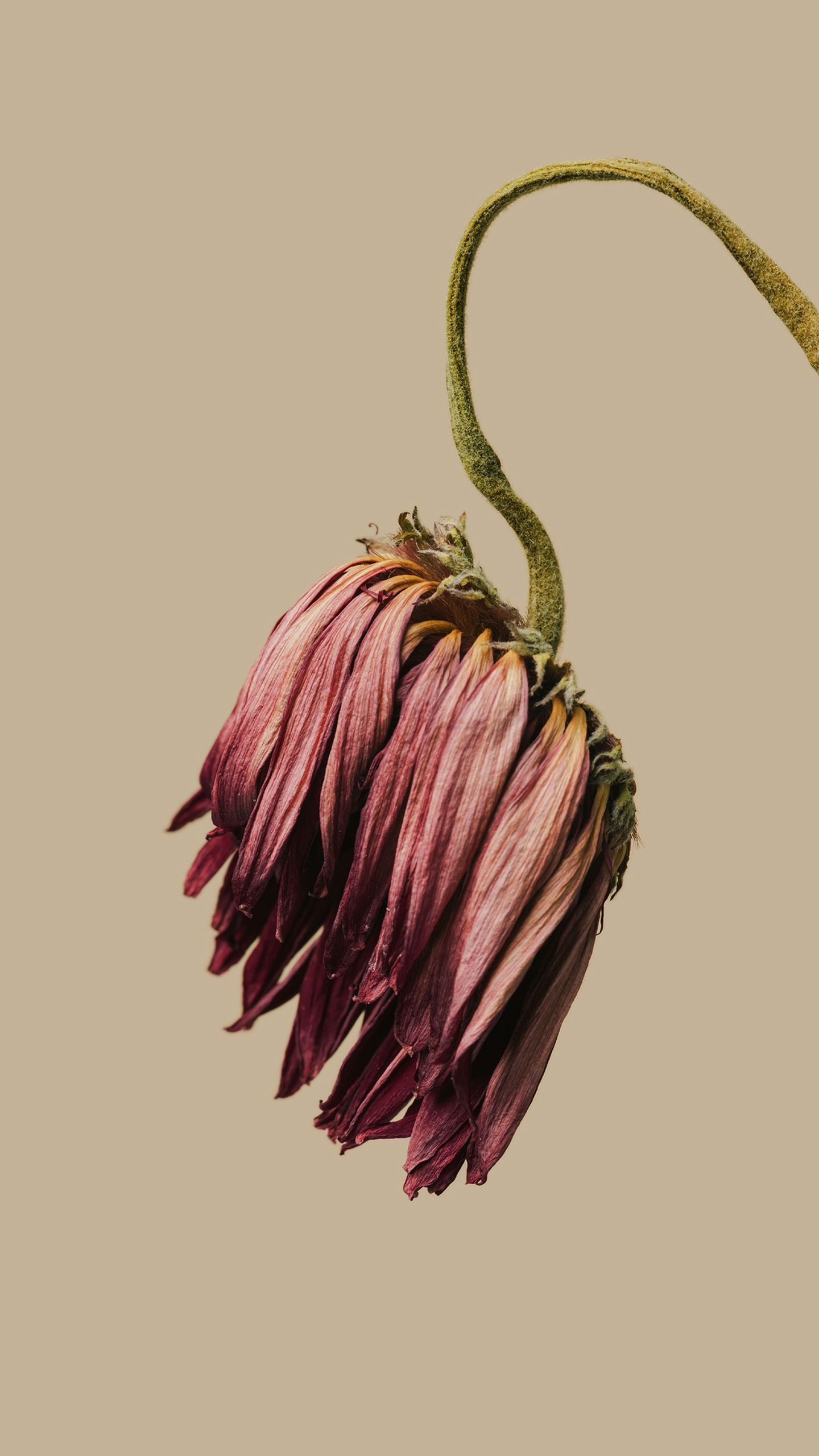 The Lonely Scroll Painted by Withered Flowers