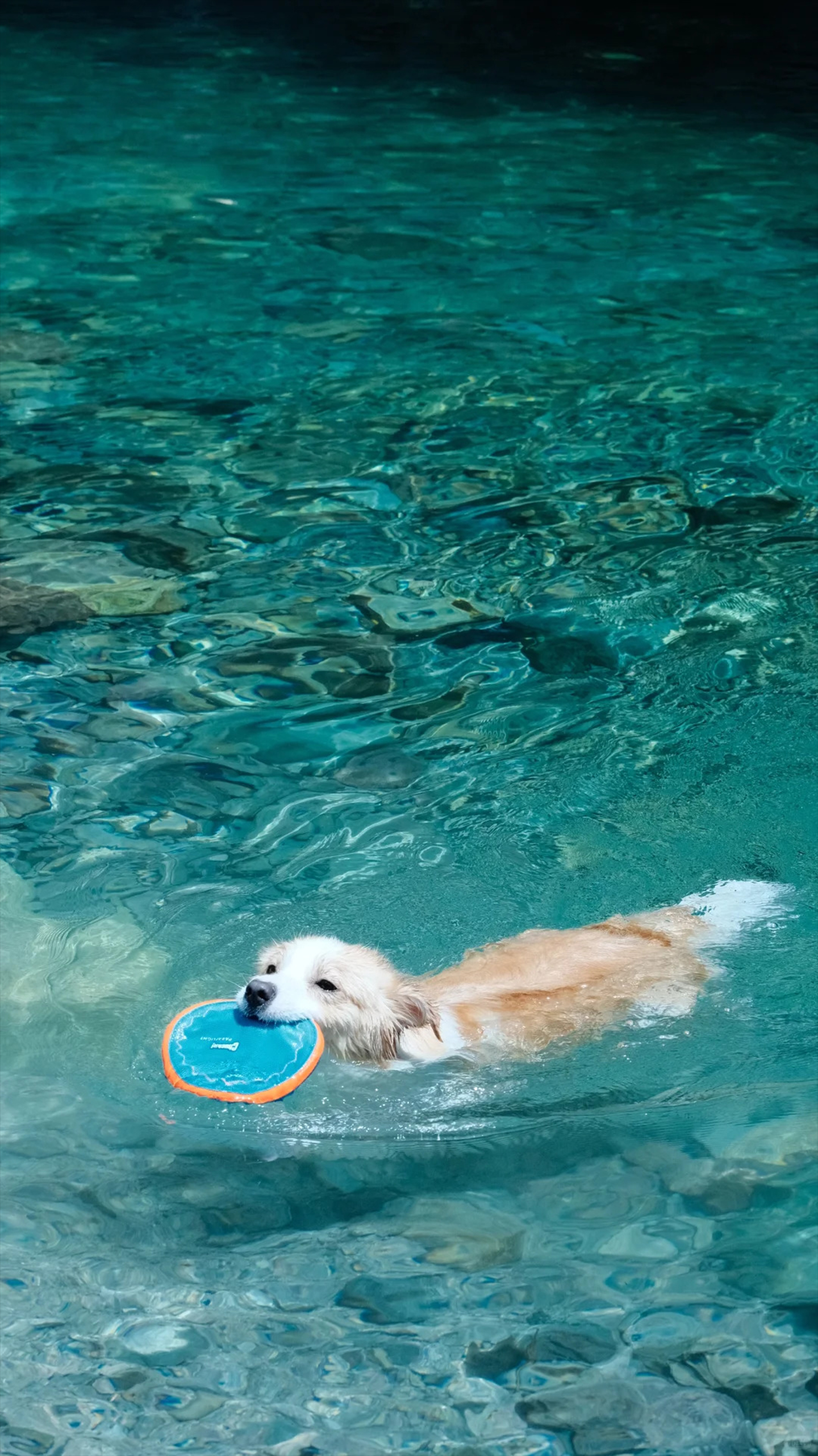 Puppy Swimming in Summer