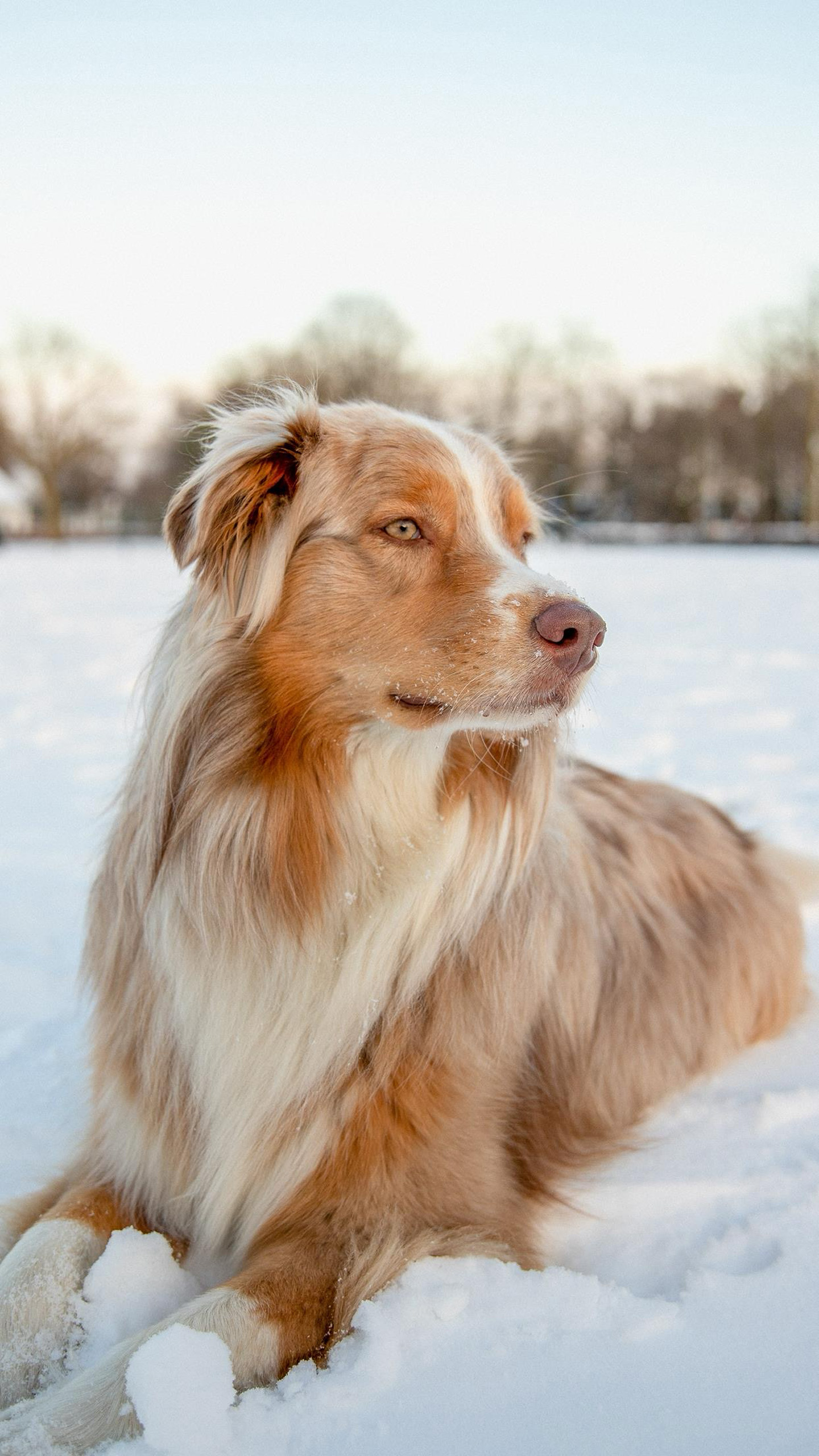 Heart-Melting Pup Pics: Dive into a World of Irresistible Canine Charm!