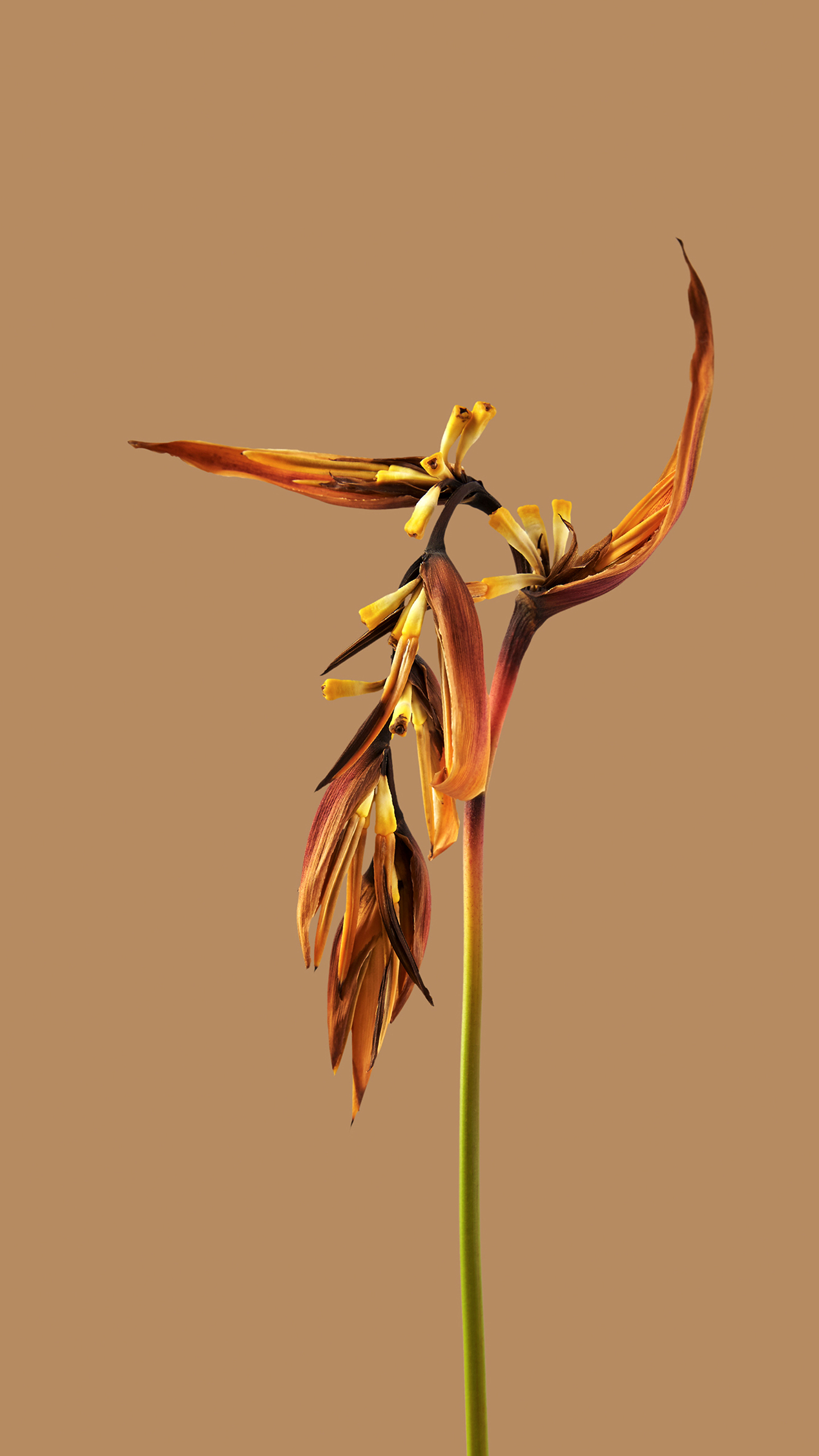 The Whispers of Years in the Shadows of Withered Flowers