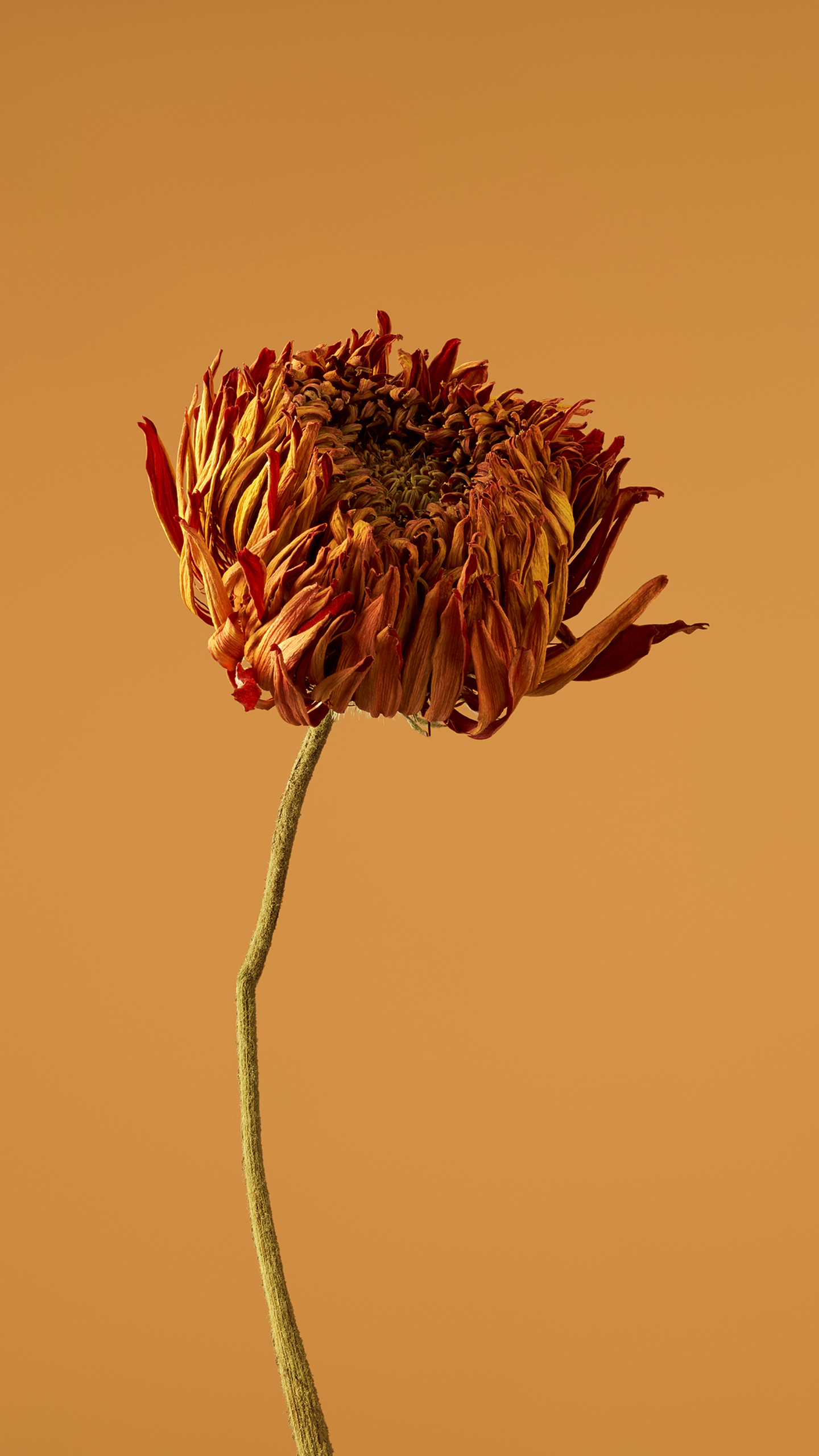 The Lonely Dance of Withered Flowers