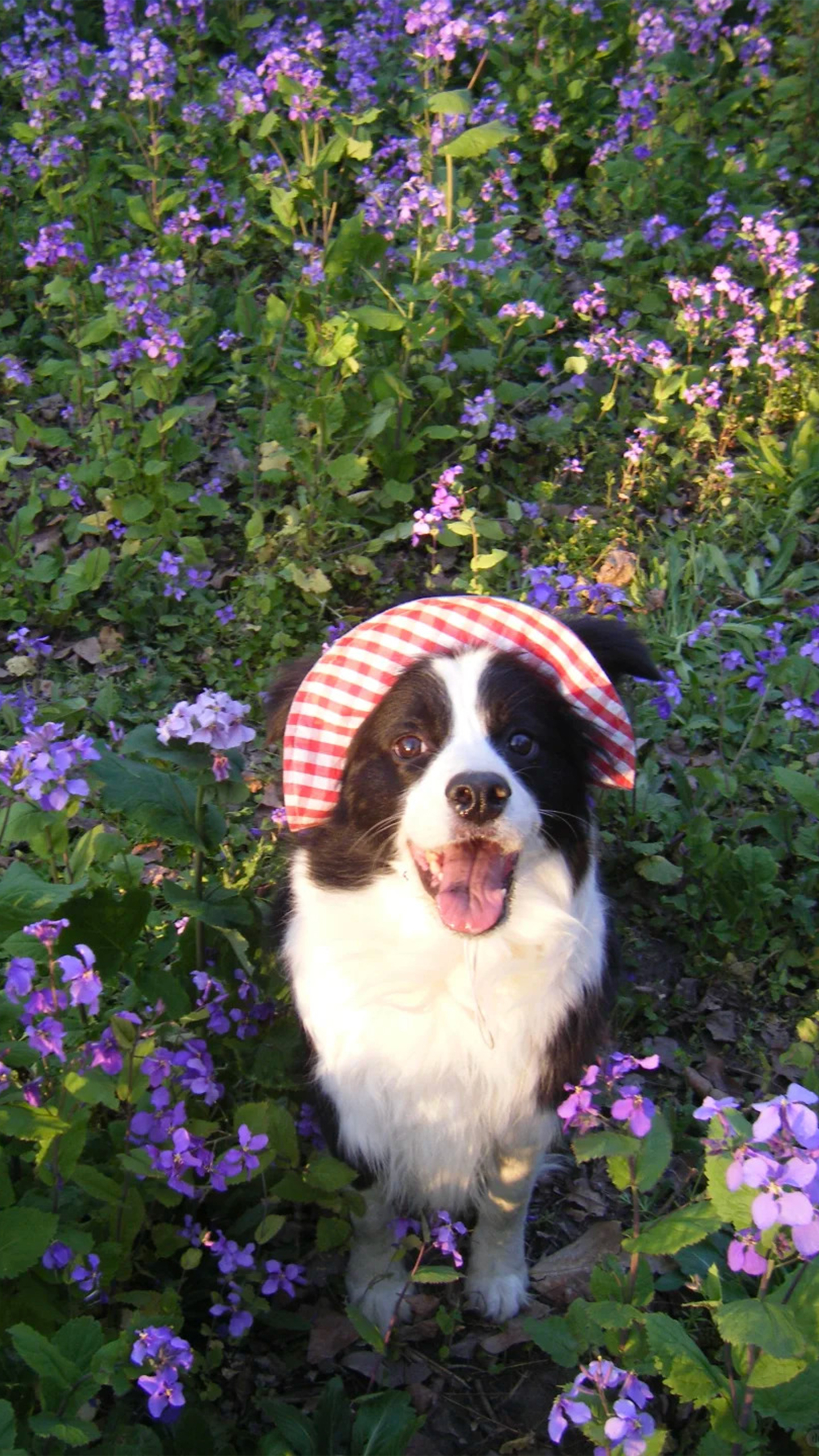Puppy Hiding in Flower Beds 