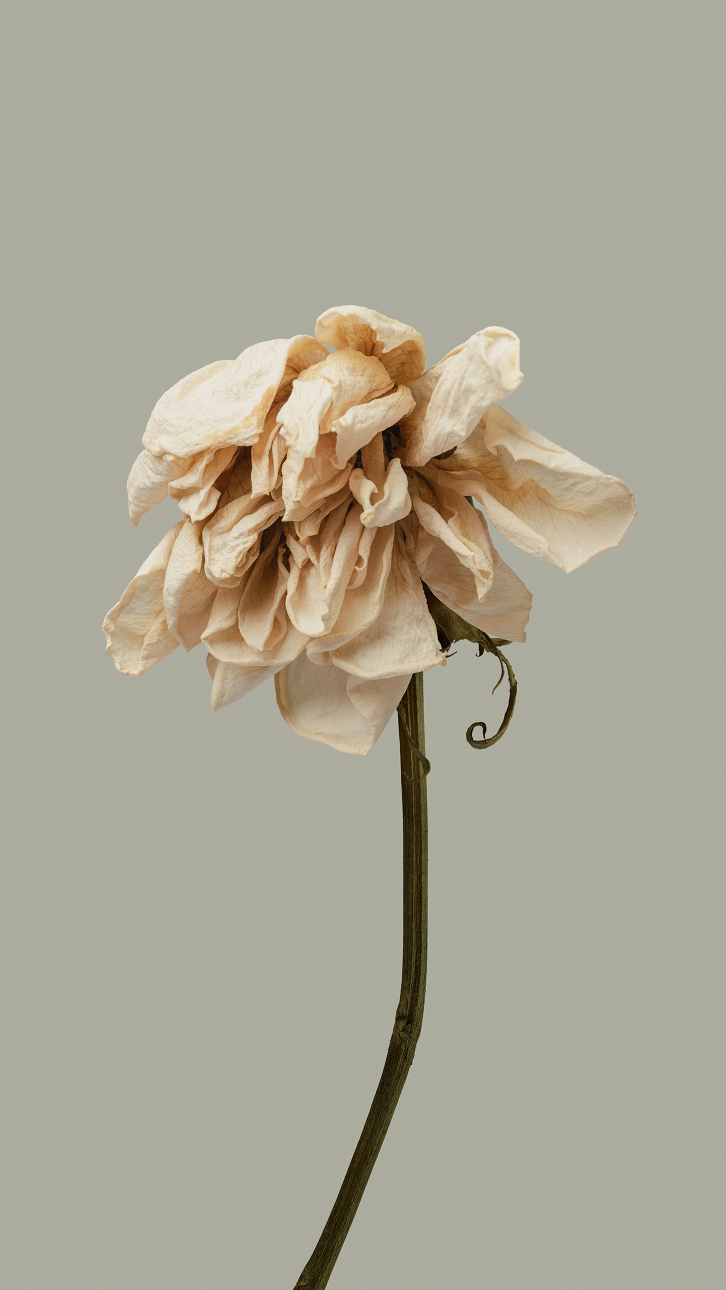 The Rhyme of Withered Flowers, an Old Poem Scroll of Time