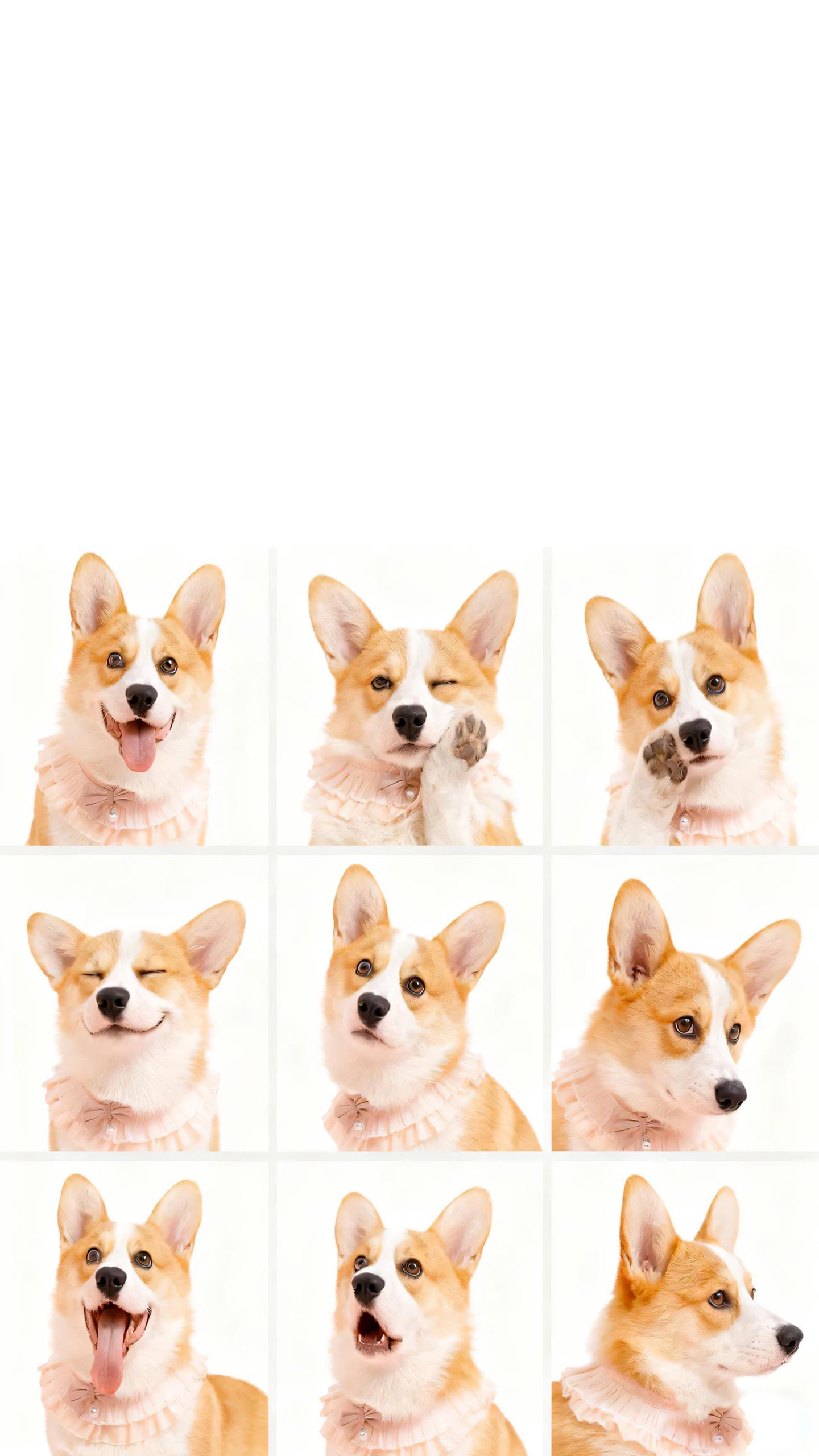 This Pup's Winking at Me!