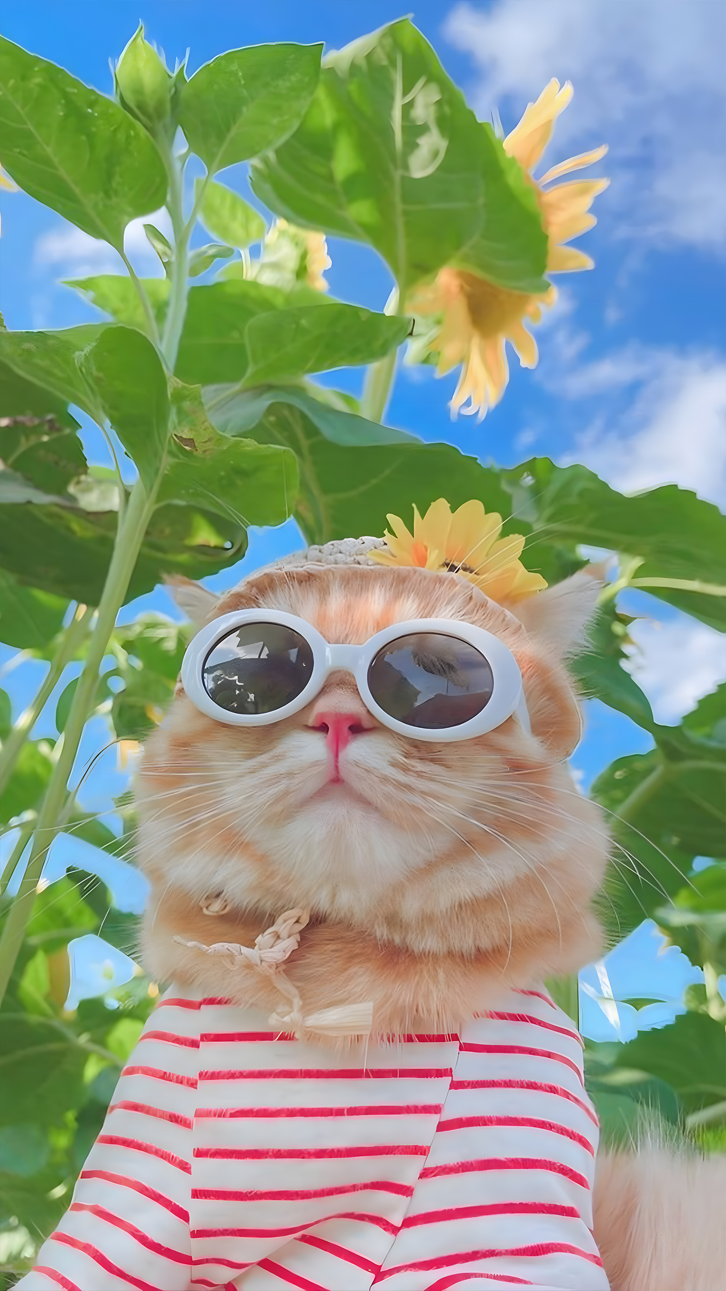 Sunglass Kitten