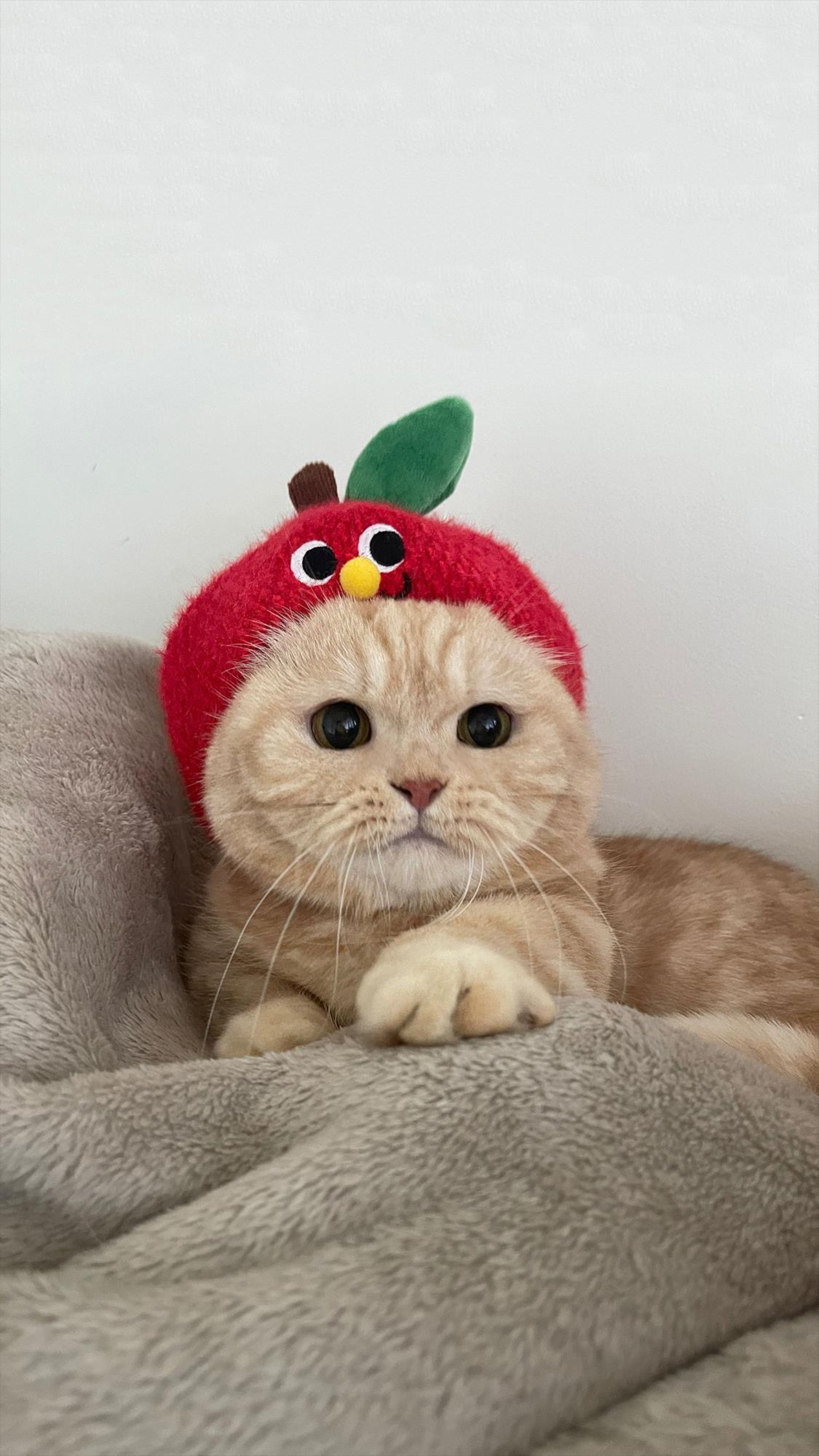 Cat in an Apple Headgear